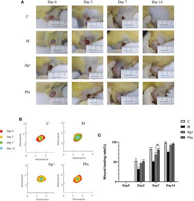 Puffball spores improve wound healing in a diabetic rat model